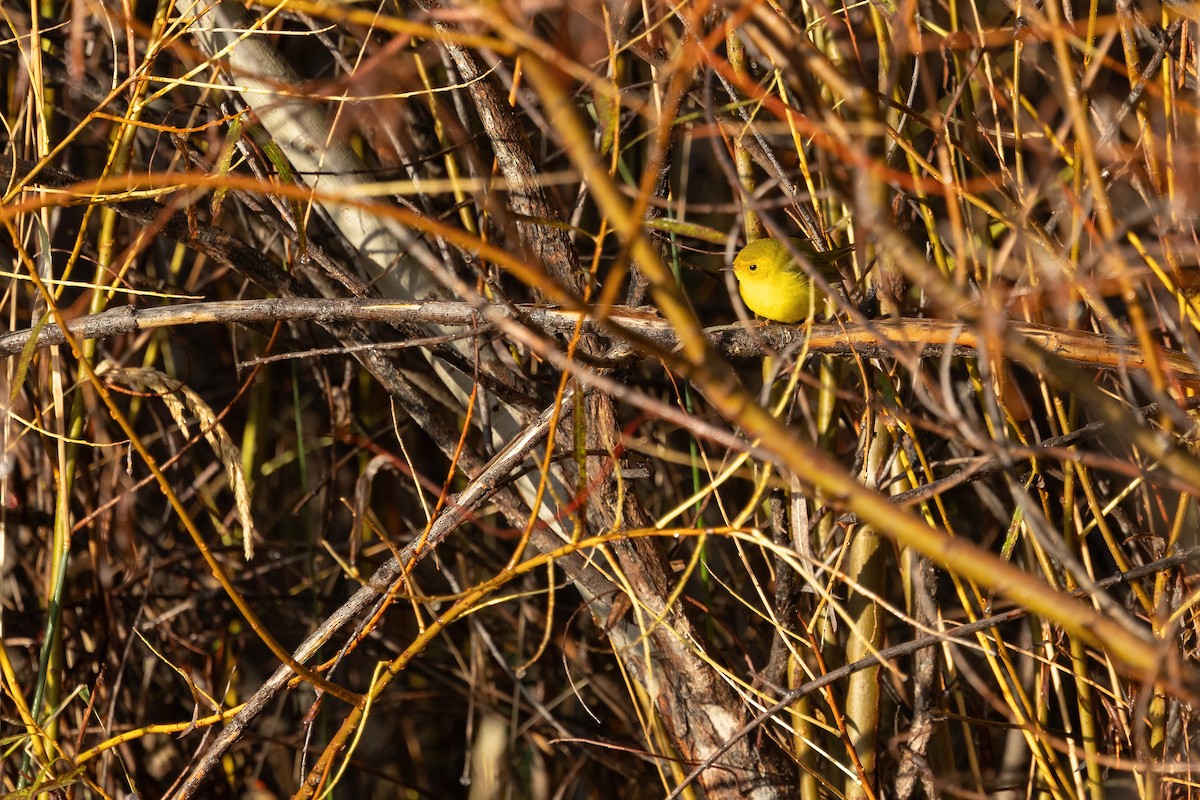 Wilson's Warbler - ML643723385