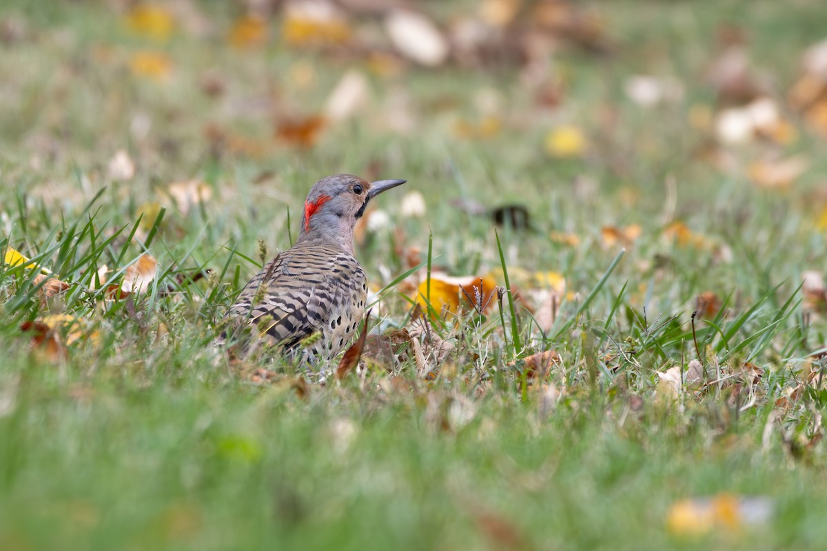 Northern Flicker - ML643723389