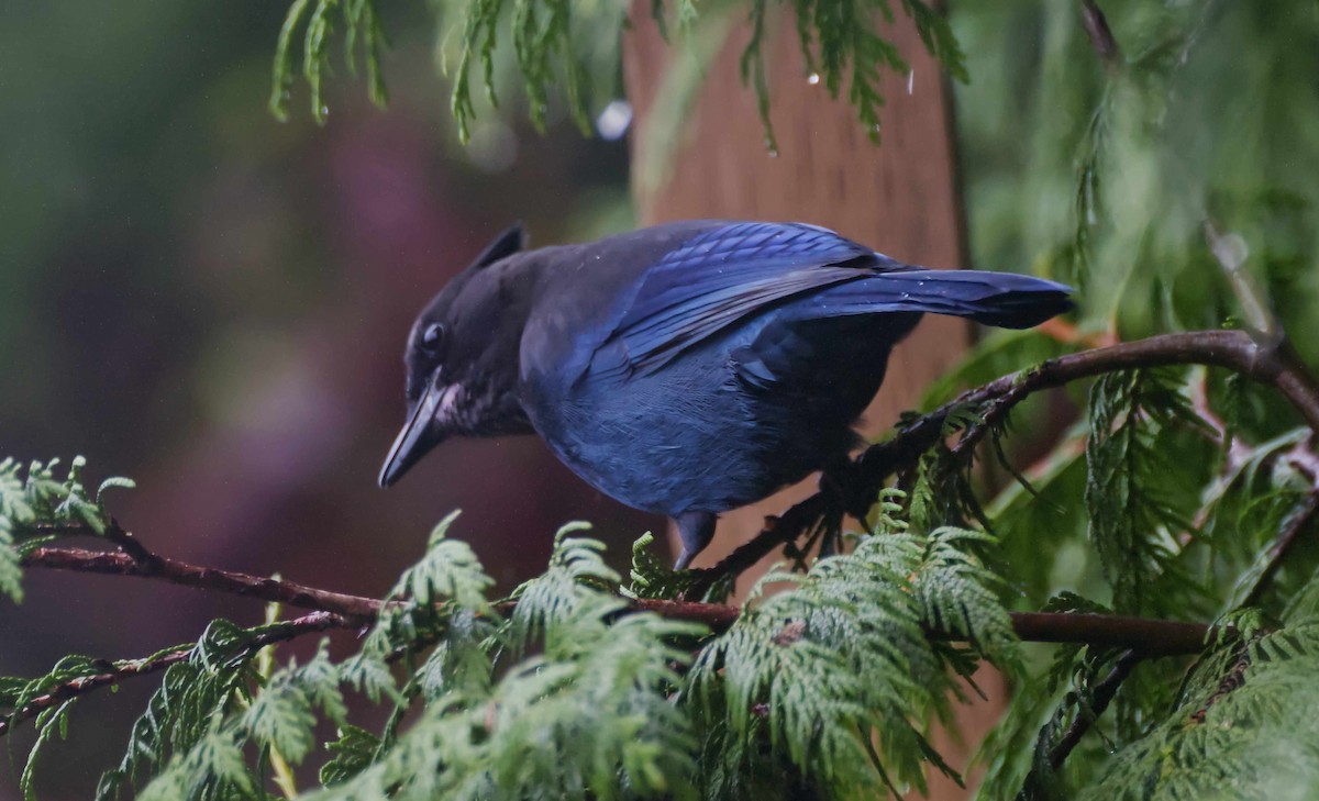 Steller's Jay - ML643723393