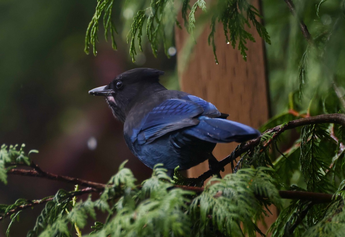 Steller's Jay - ML643723394