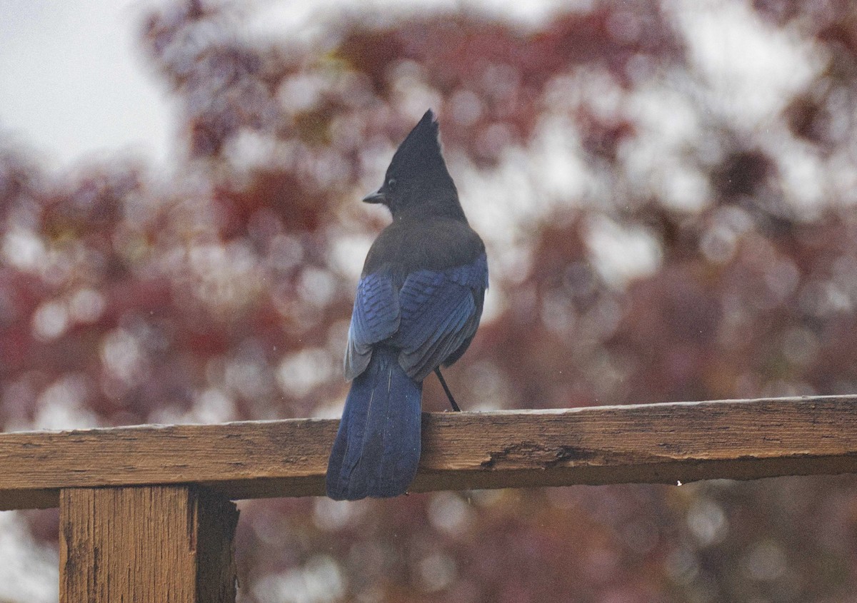 Steller's Jay - ML643723395