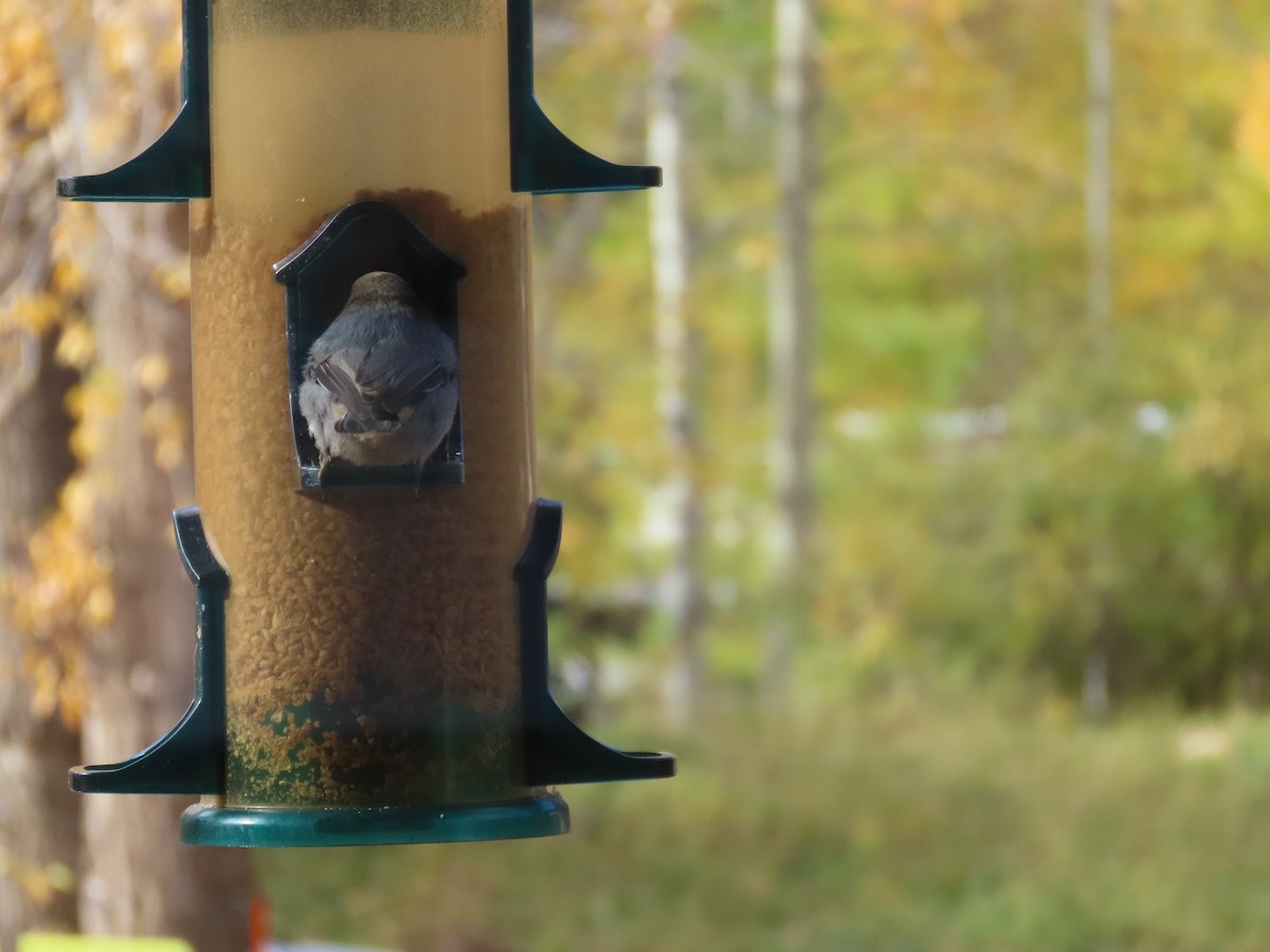 Pygmy Nuthatch - ML643723396