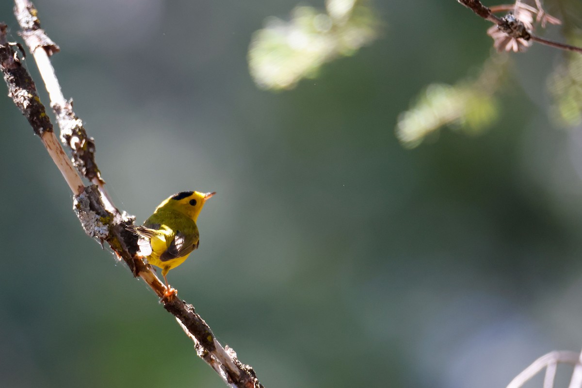 Wilson's Warbler - ML643723419