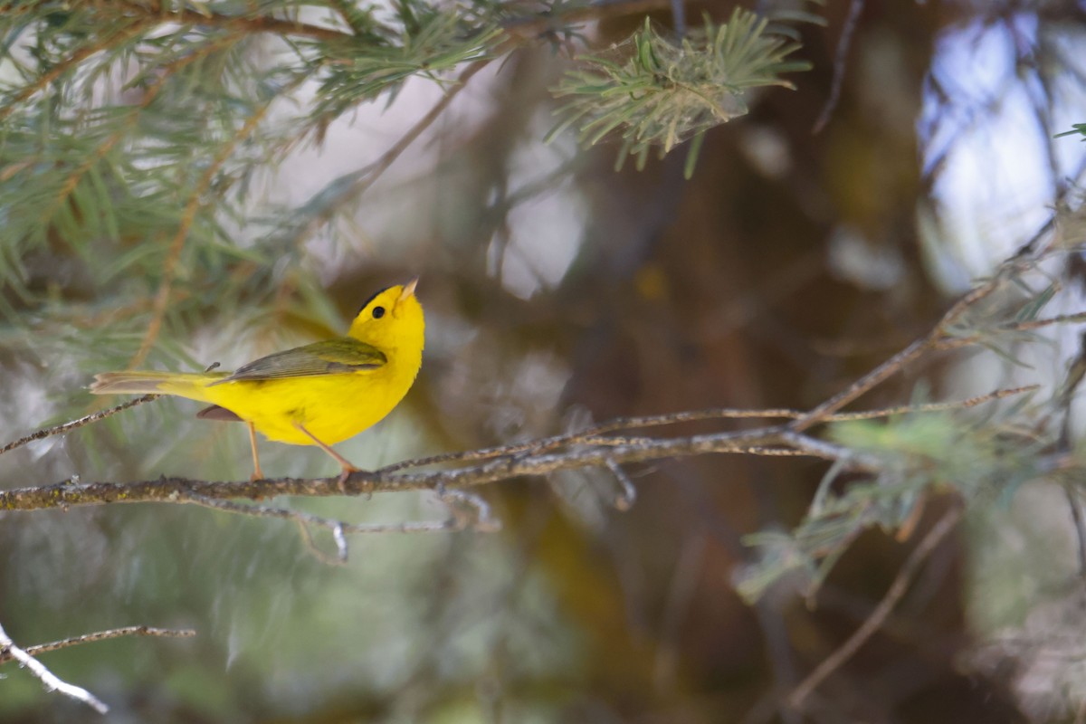 Wilson's Warbler - ML643723420