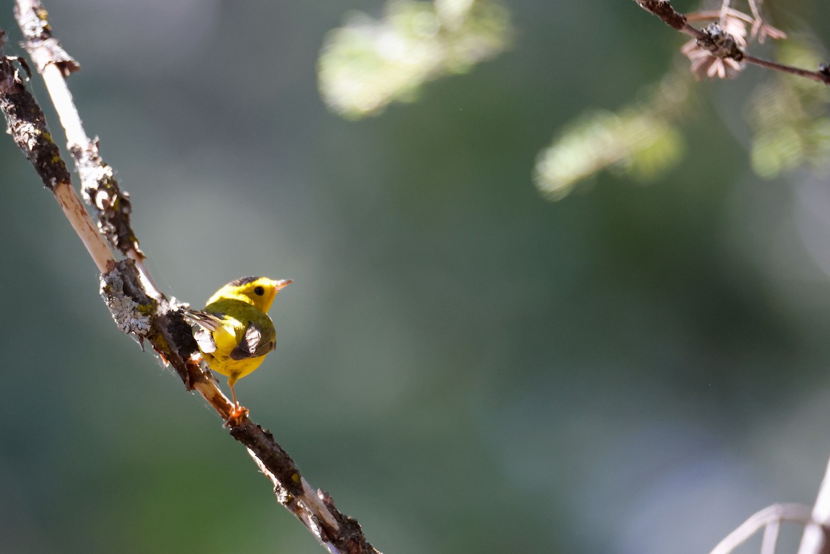 Wilson's Warbler - ML643723421