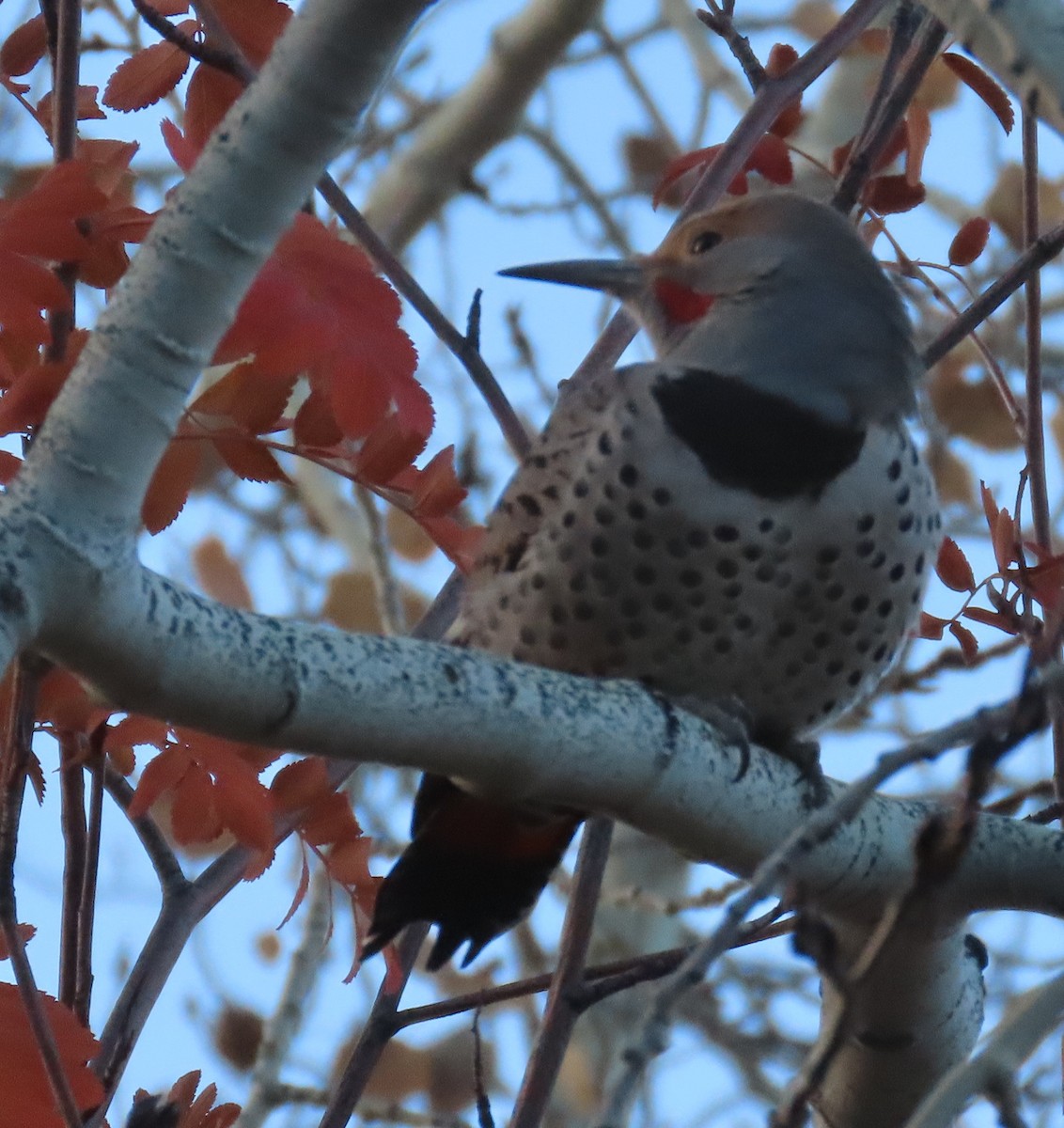 Northern Flicker (Red-shafted) - ML643723423