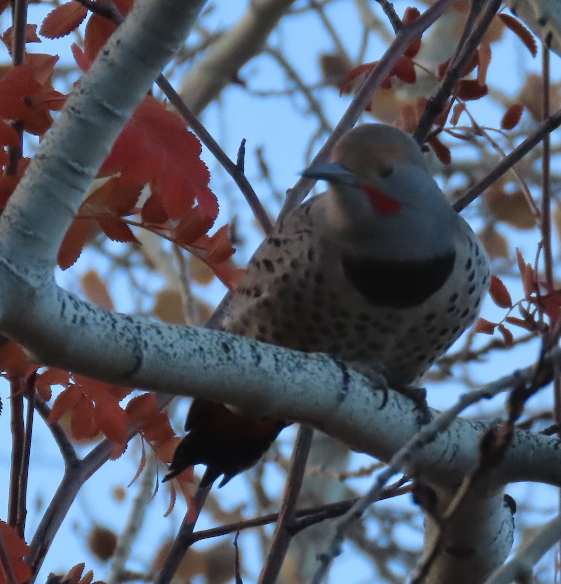 Northern Flicker (Red-shafted) - ML643723426
