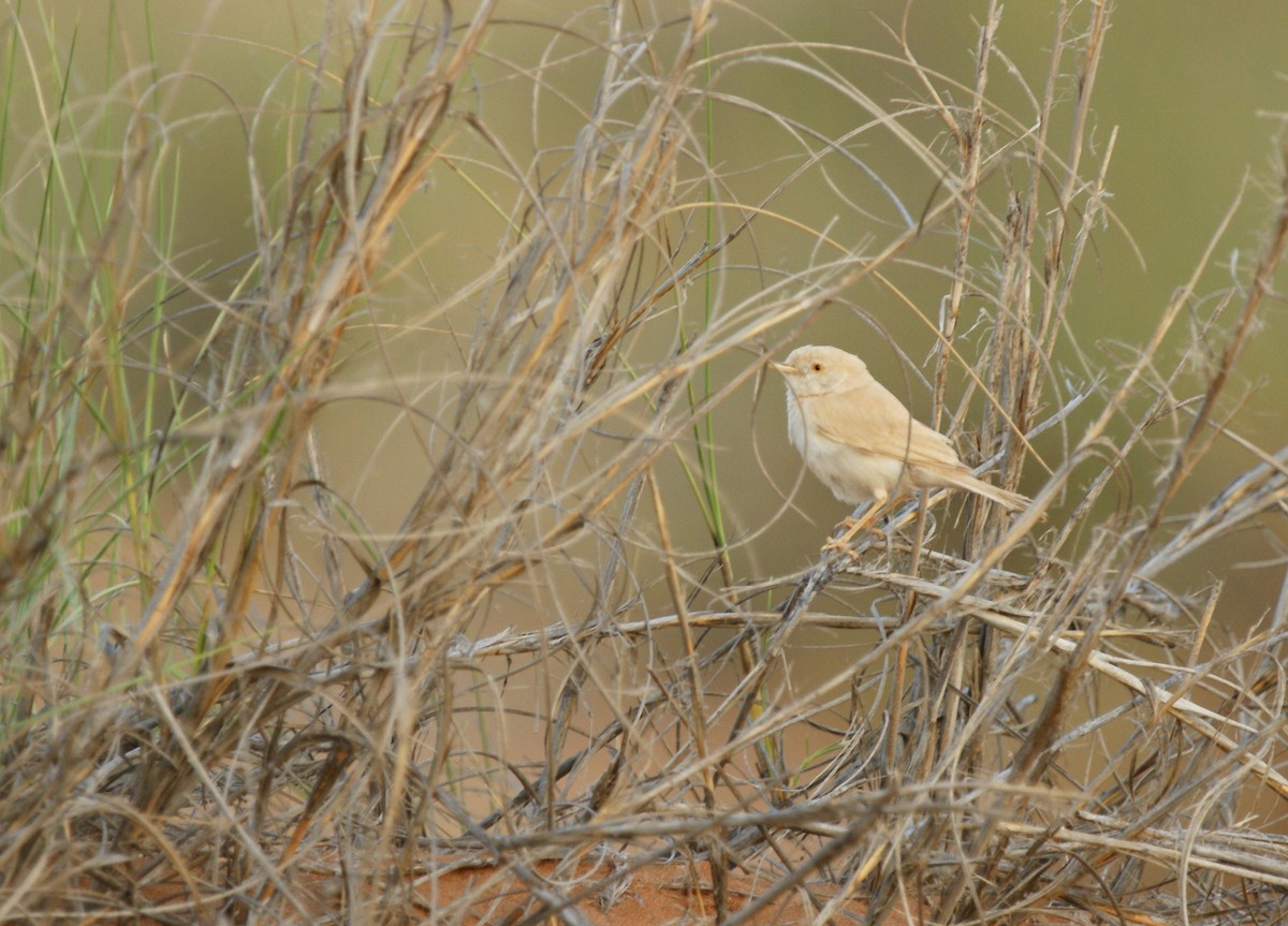 African Desert Warbler - ML643723428