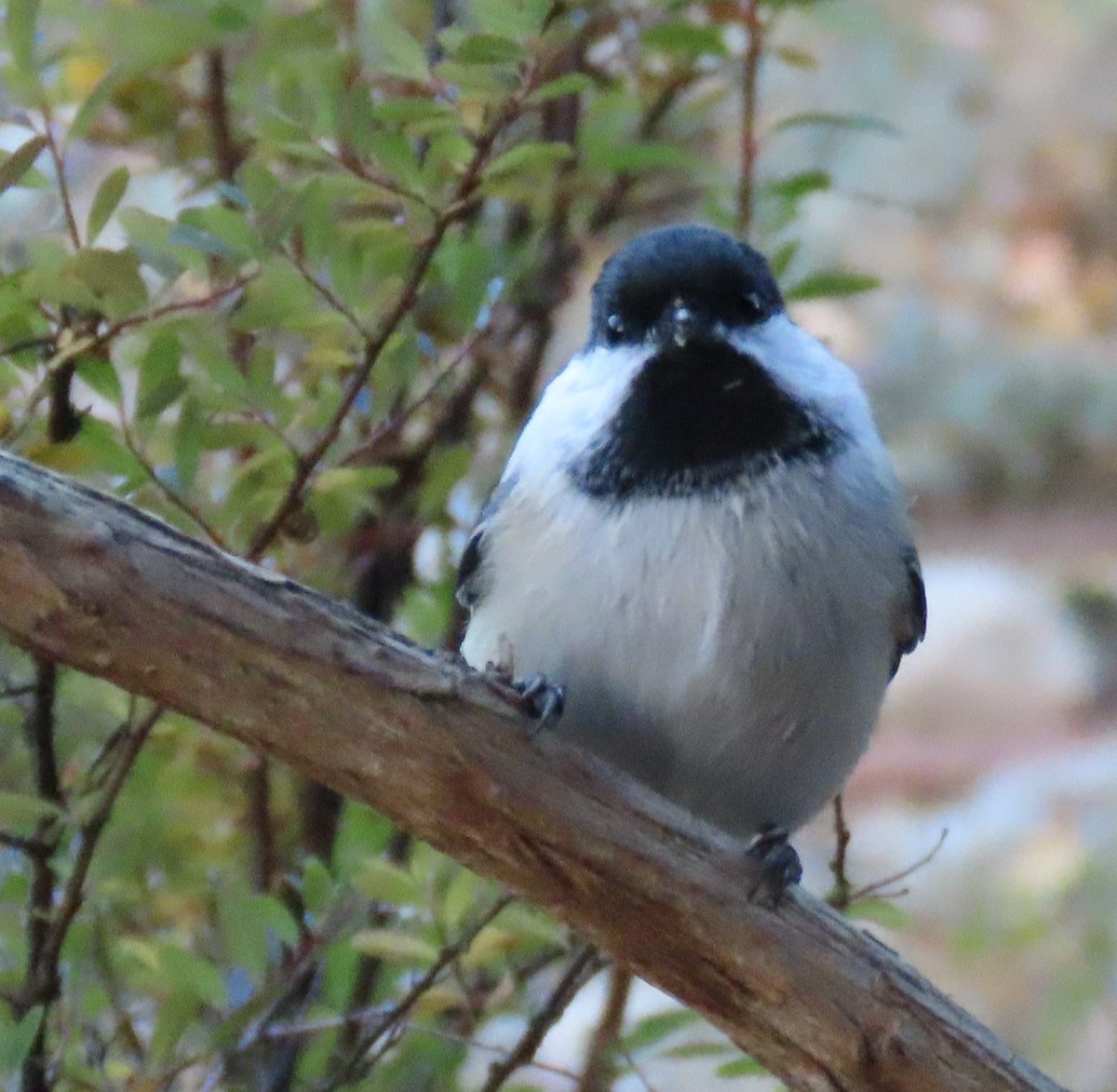 Black-capped Chickadee - ML643723434