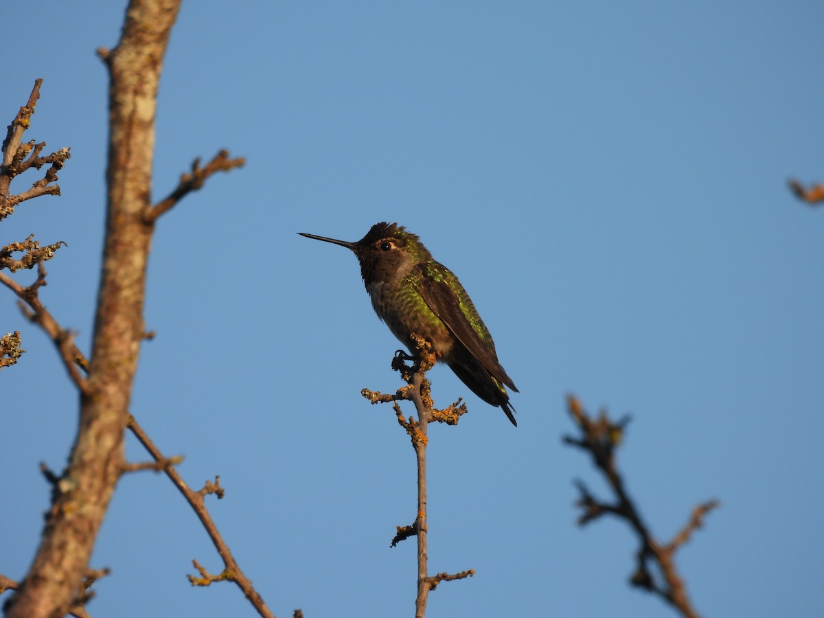 Anna's Hummingbird - ML643723436