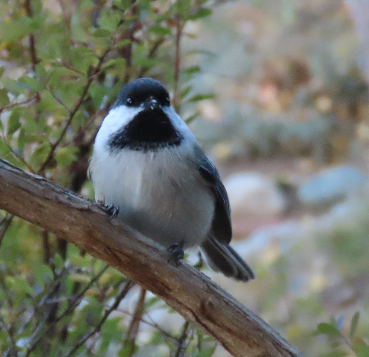 Black-capped Chickadee - ML643723440