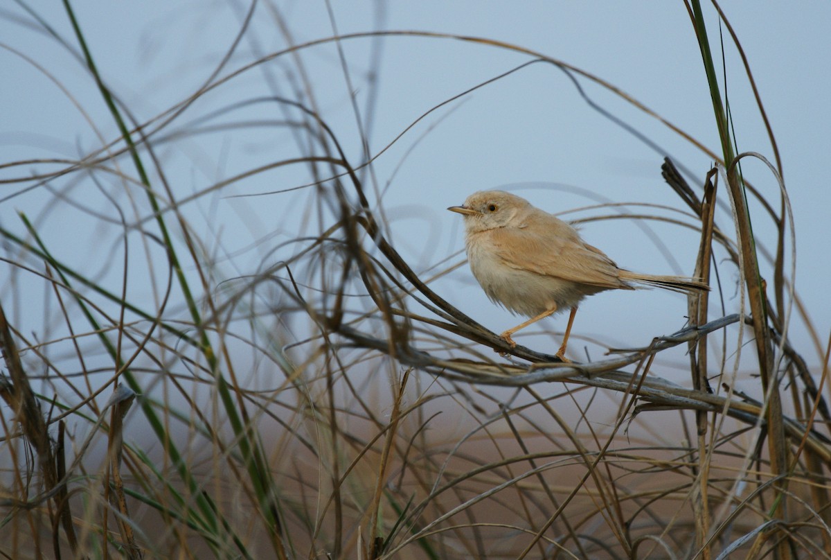 African Desert Warbler - ML643723441