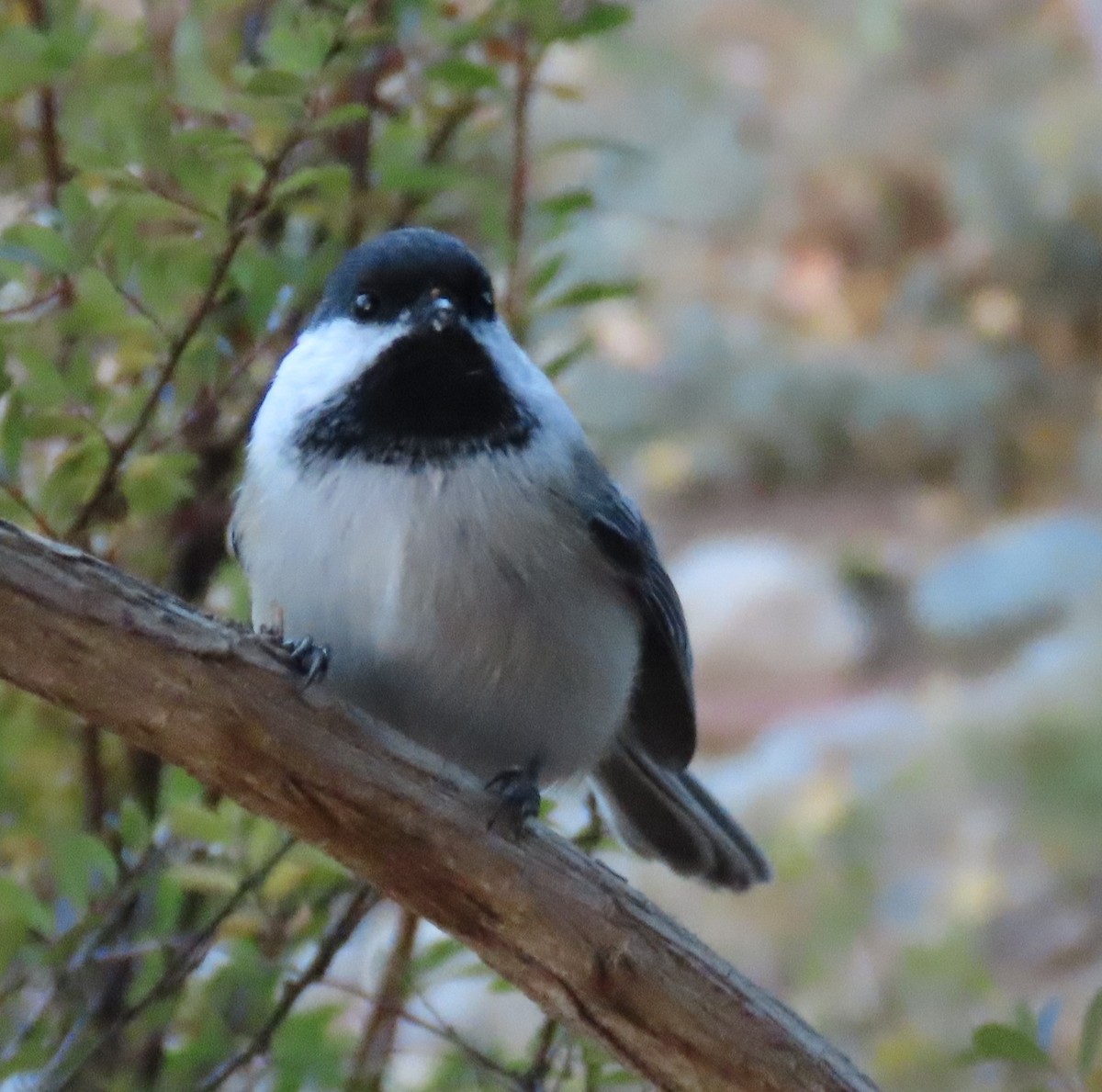 Black-capped Chickadee - ML643723445
