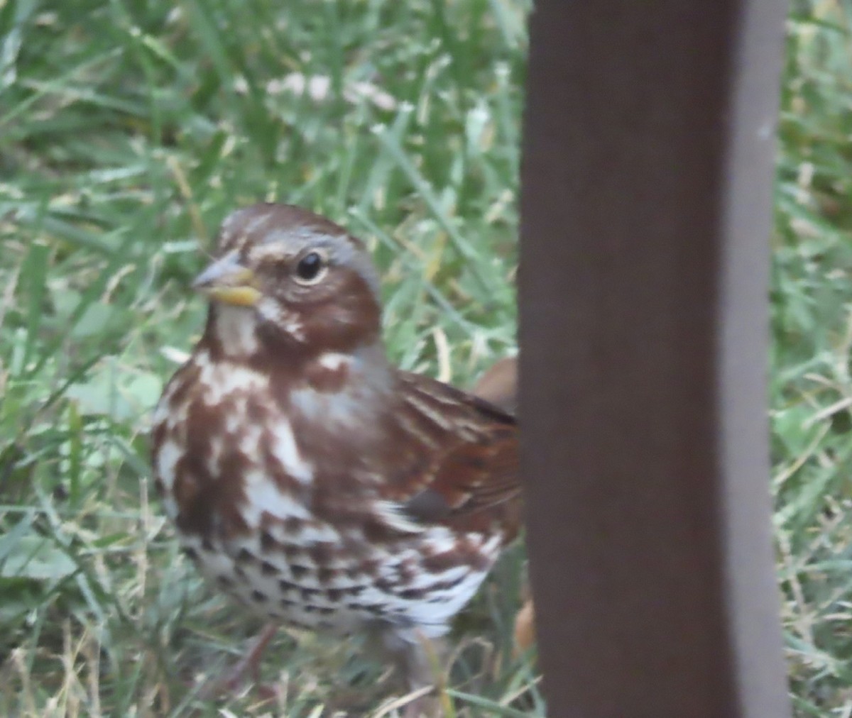 strnadec kaštanový (ssp. iliaca/zaboria) - ML643723447