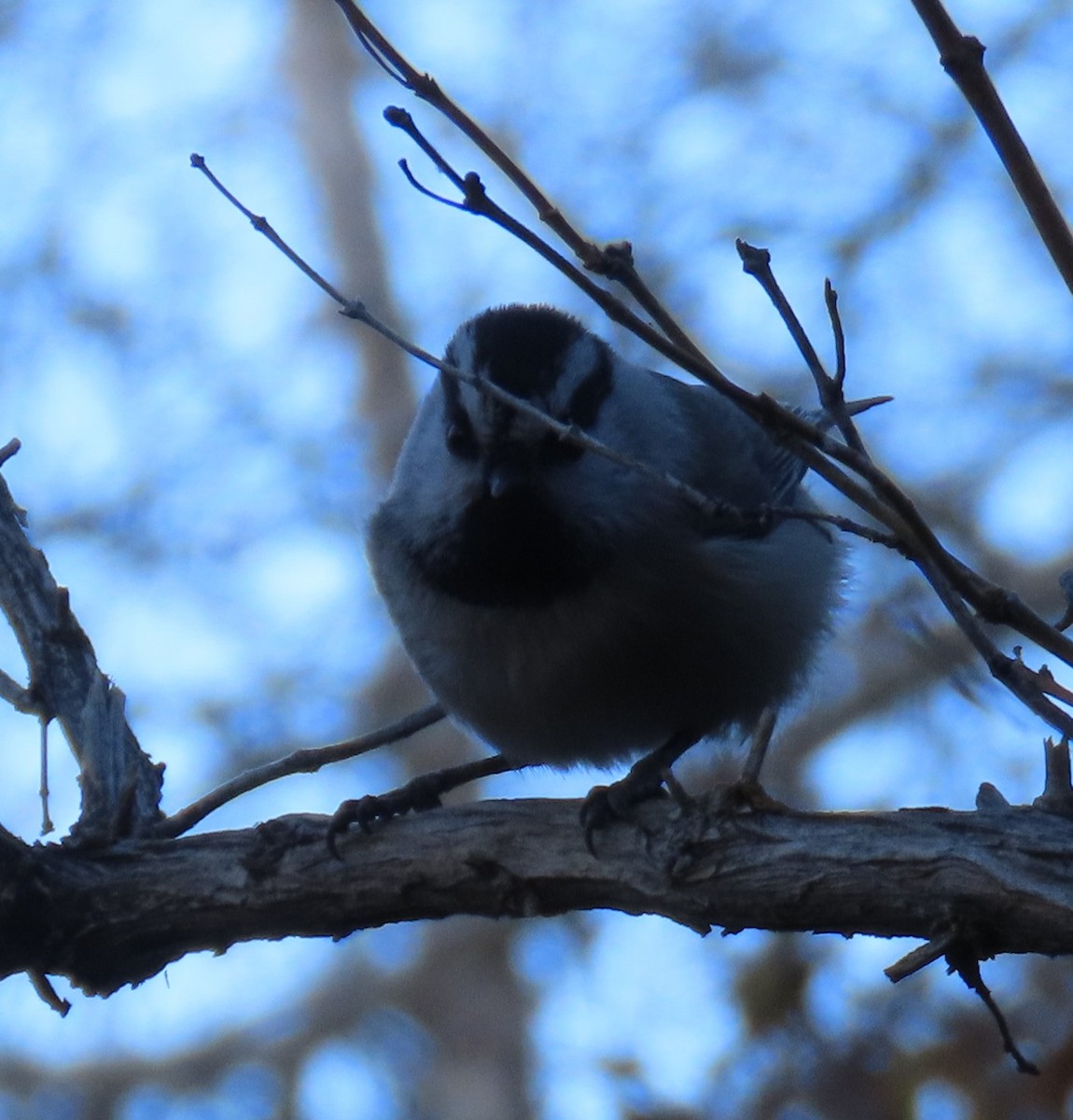 Mountain Chickadee (Rocky Mts.) - ML643723454