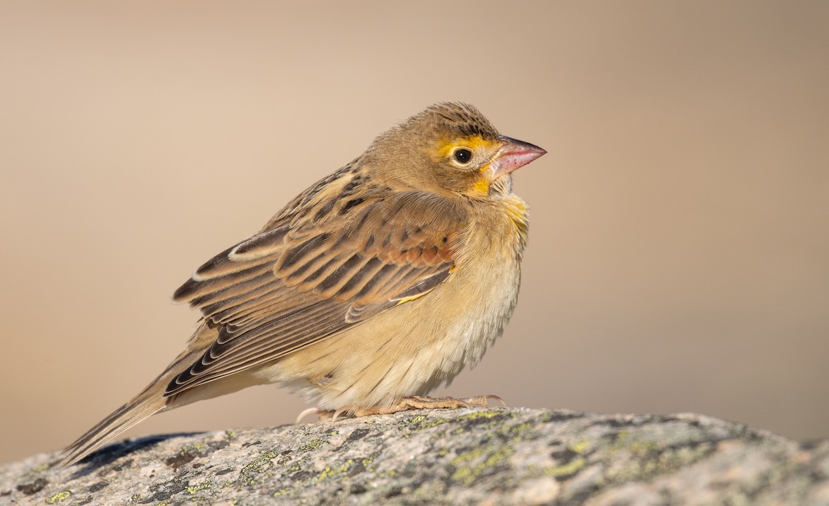 Dickcissel - ML643723464