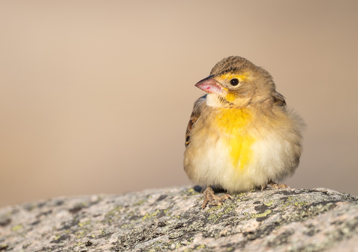 Dickcissel - ML643723466