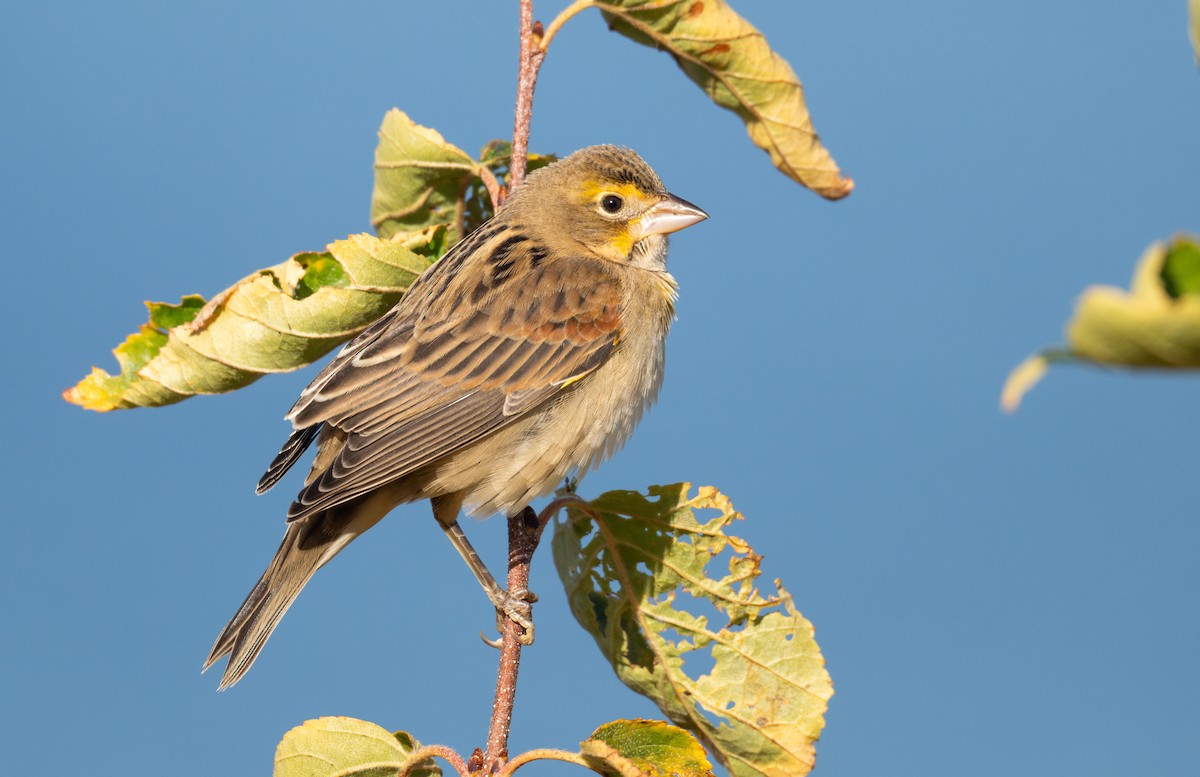 Dickcissel - ML643723469