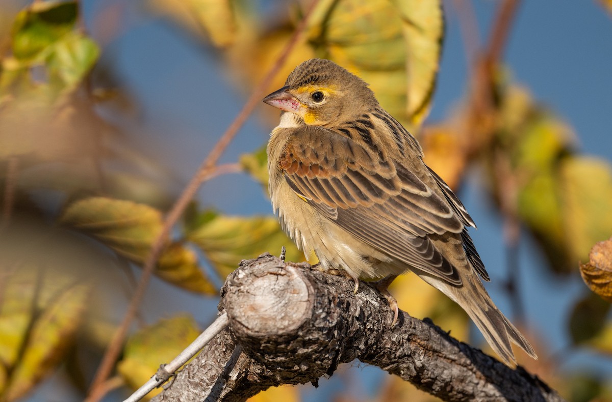 Dickcissel - ML643723470