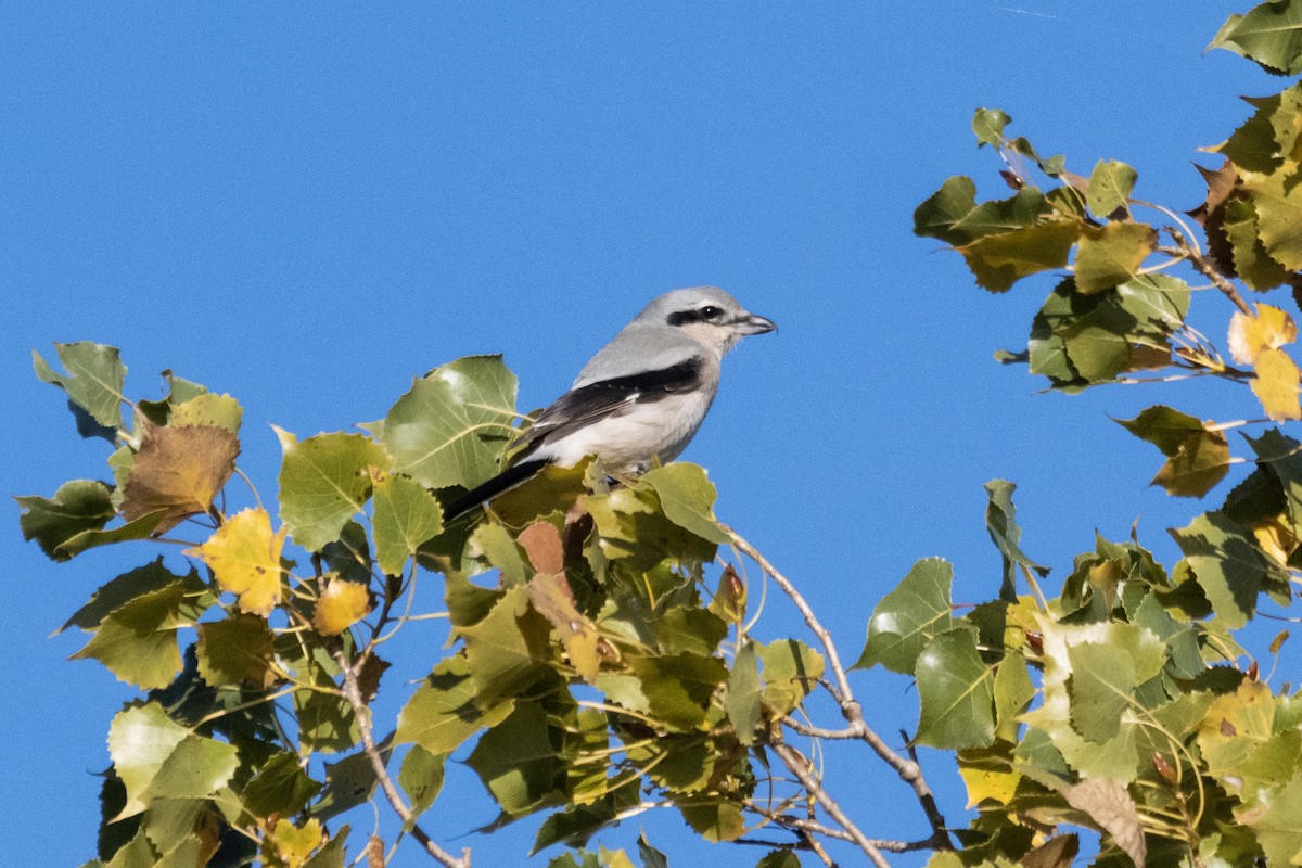 Northern Shrike - ML643723480