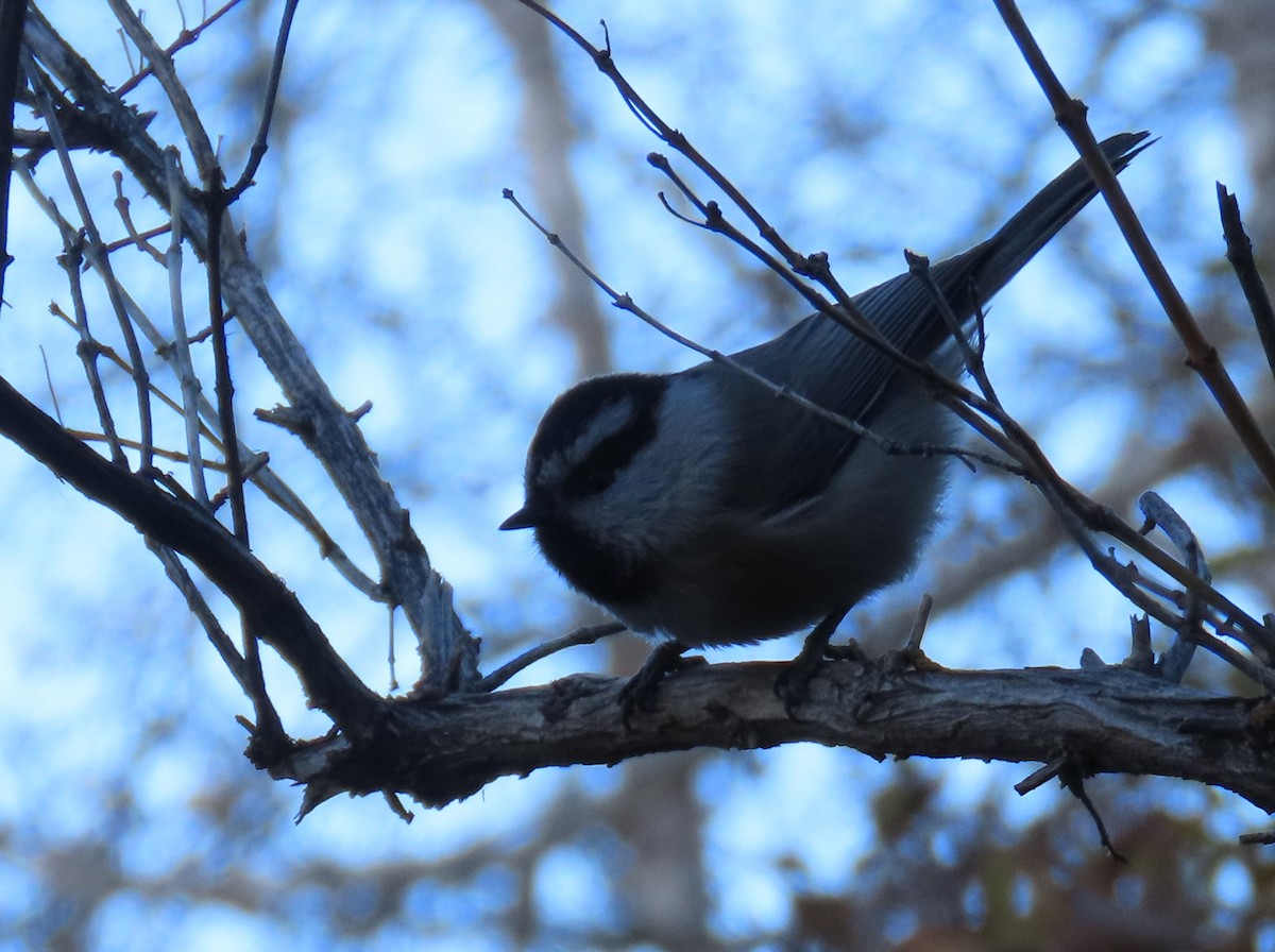 Mountain Chickadee (Rocky Mts.) - ML643723485