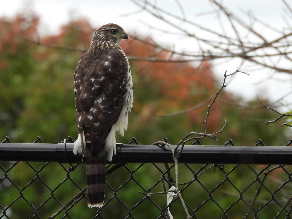 Cooper's Hawk - ML643723488