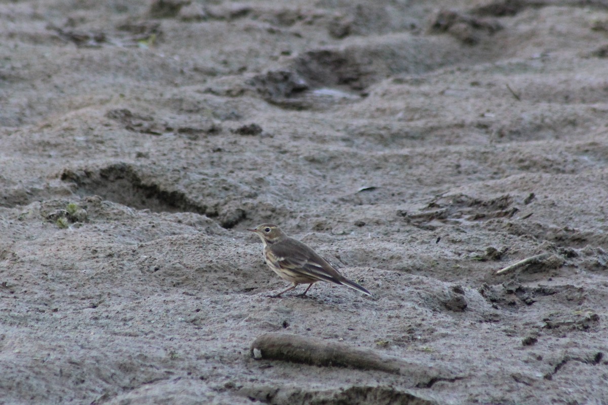 American Pipit - ML643723501