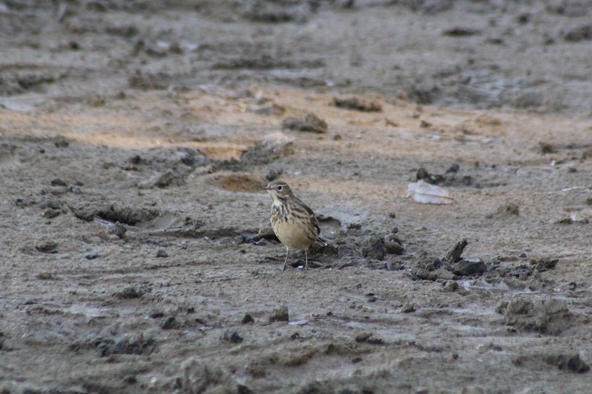 American Pipit - ML643723503