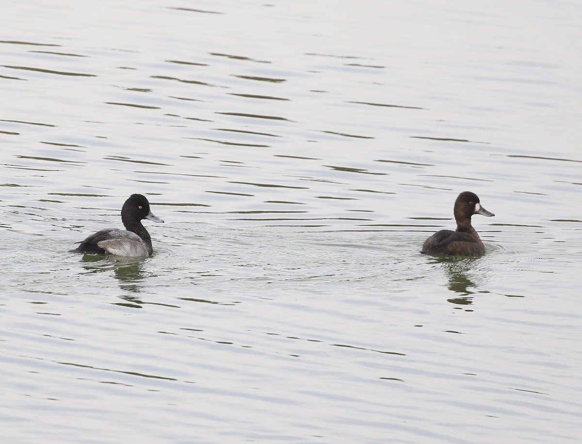 Lesser Scaup - ML643723509