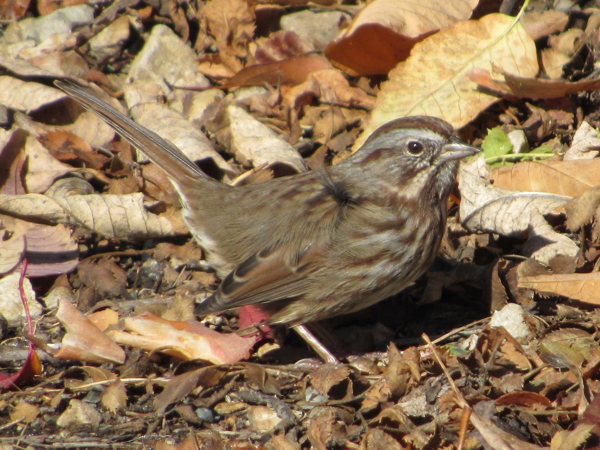 Song Sparrow - ML643723510