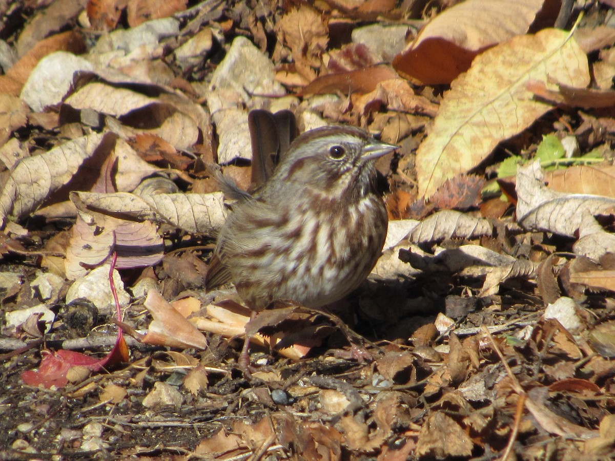 Song Sparrow - ML643723511