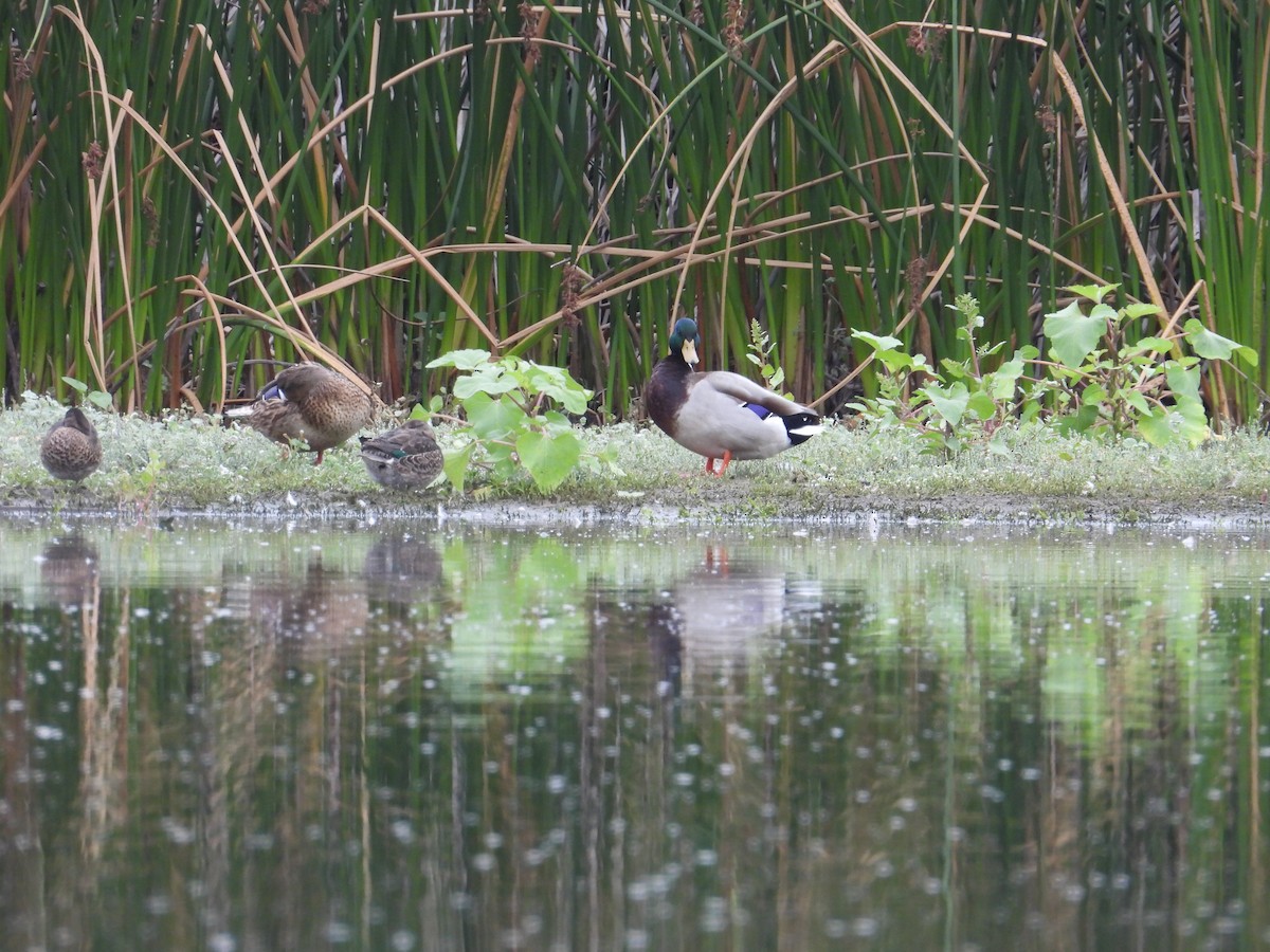 Mallard - ML643723513