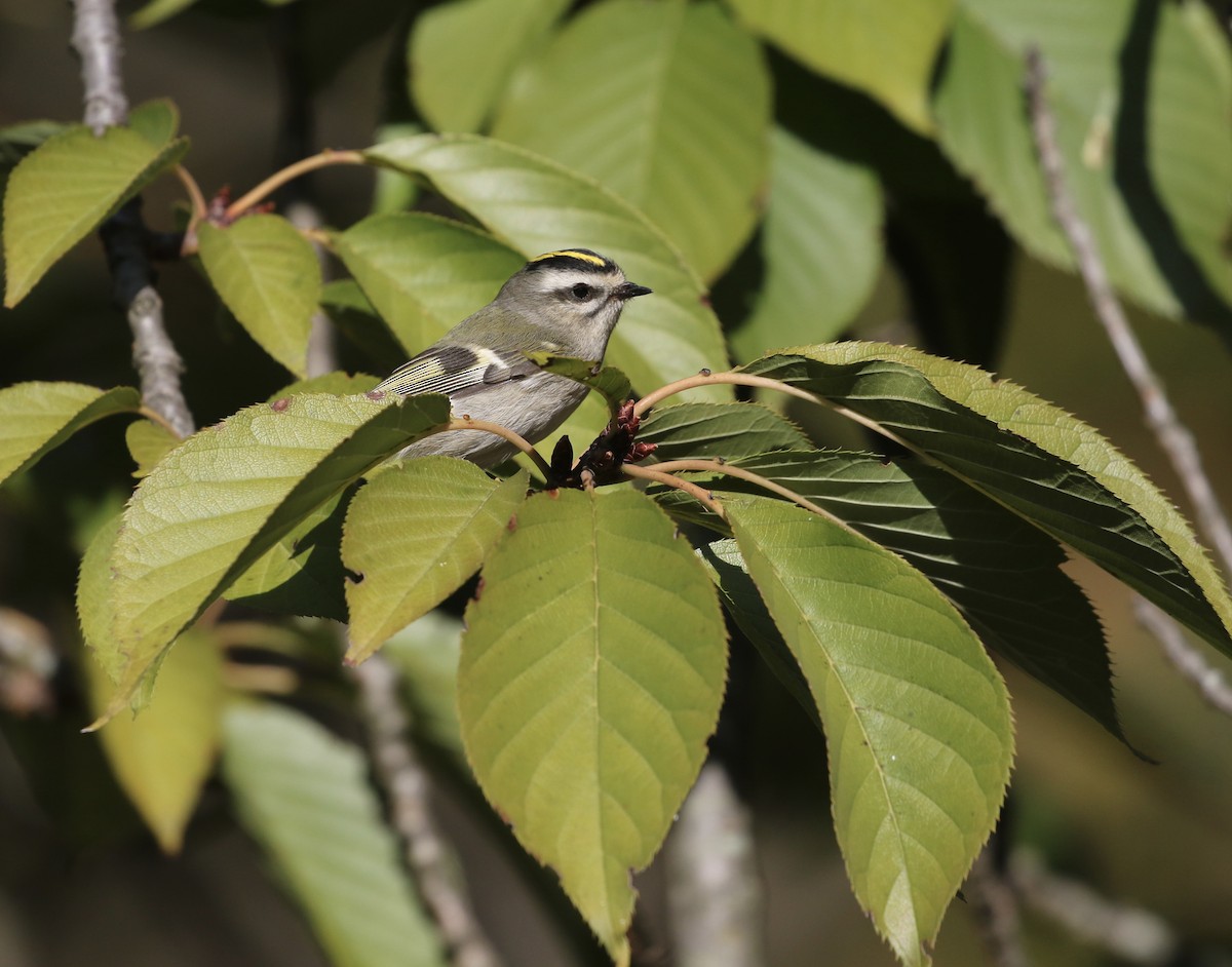 Golden-crowned Kinglet - ML643723516