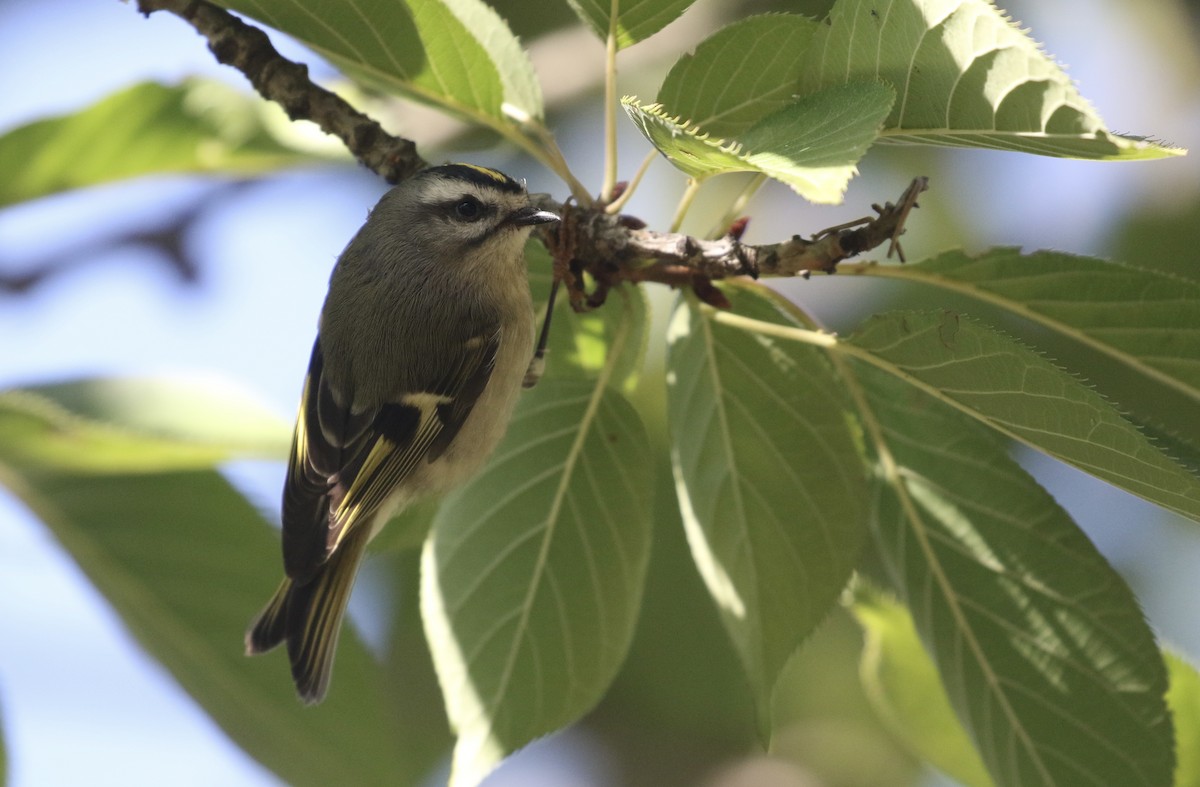 Golden-crowned Kinglet - ML643723517