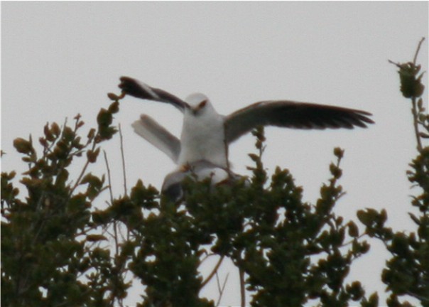 White-tailed Kite - ML643723518