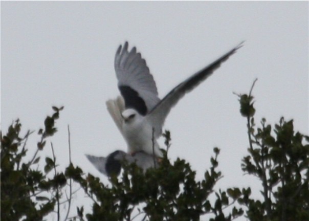 White-tailed Kite - ML643723519