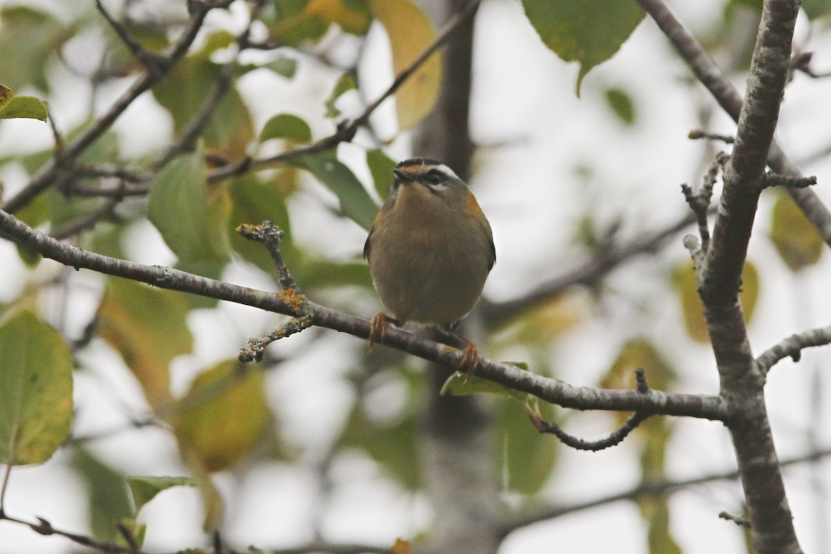 Common Firecrest - ML643723524
