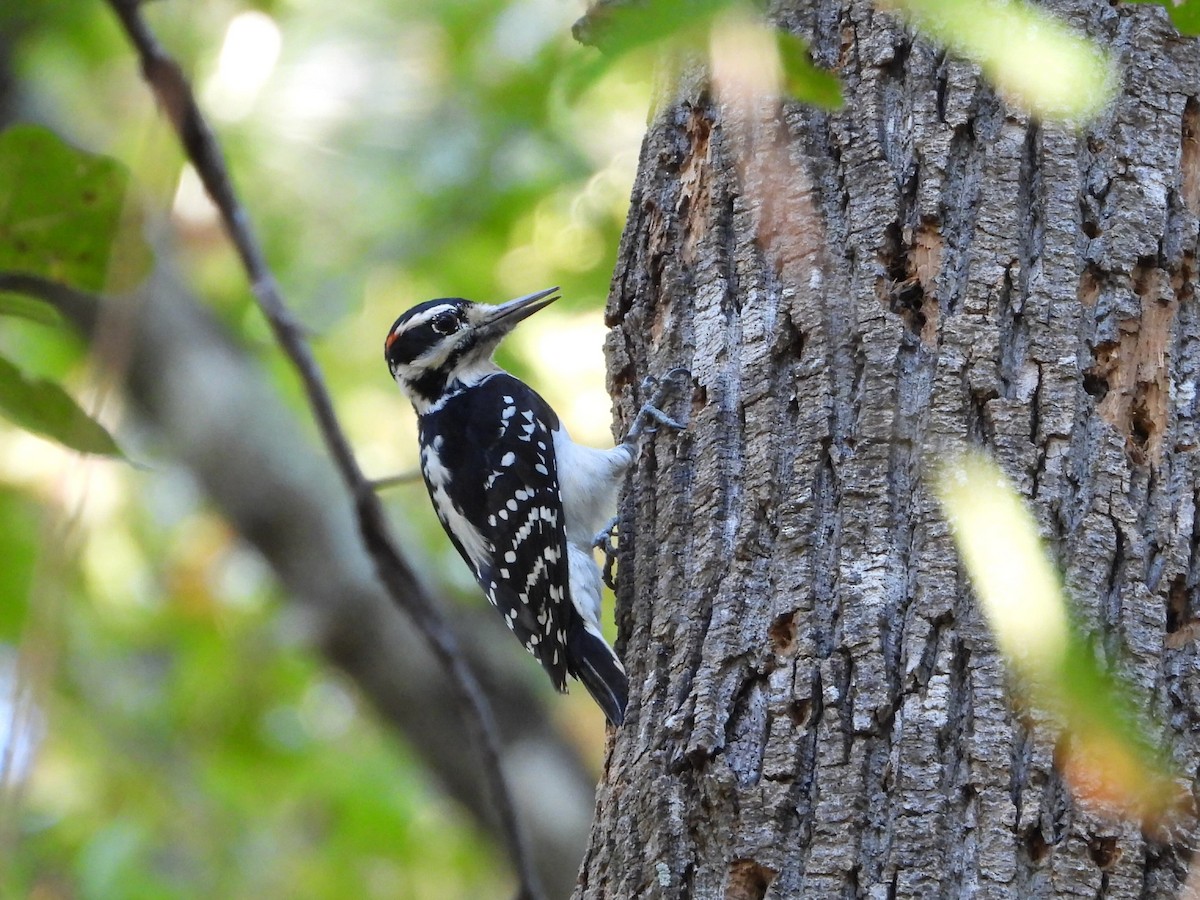 Hairy Woodpecker - ML643723525