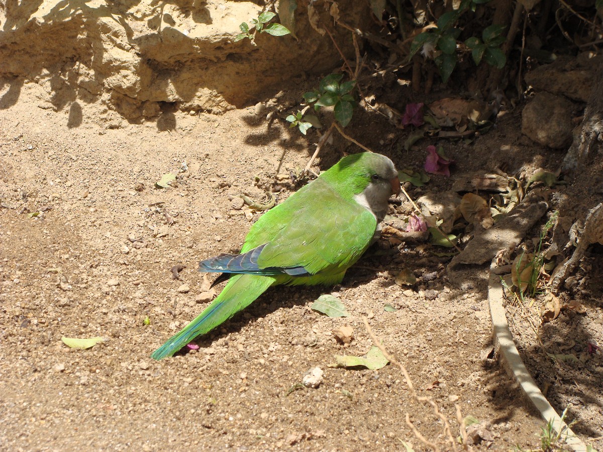 Monk Parakeet - ML643723526