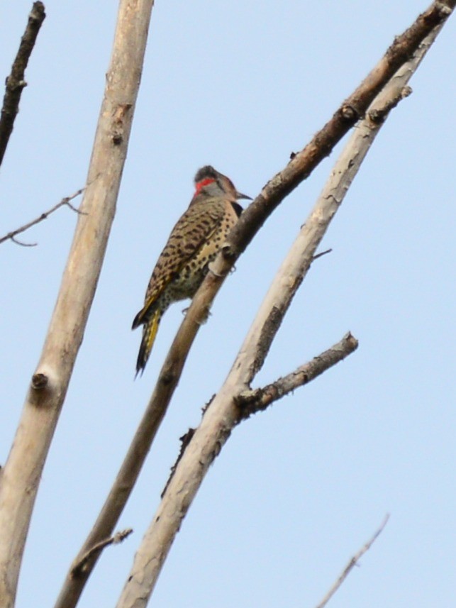 Northern Flicker - ML643723527