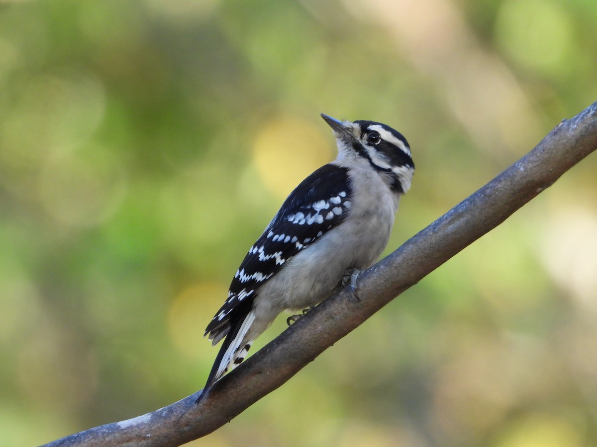 Downy Woodpecker - ML643723528