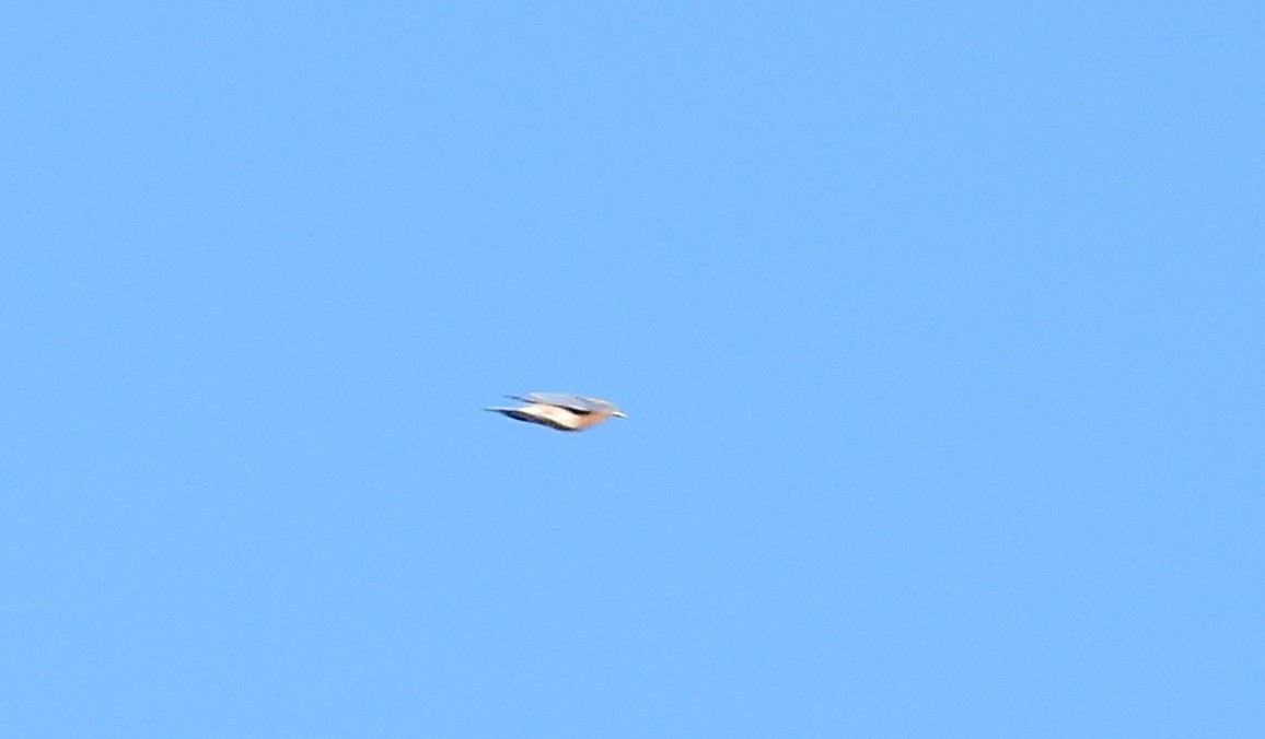 Eastern Bluebird - ML643723529