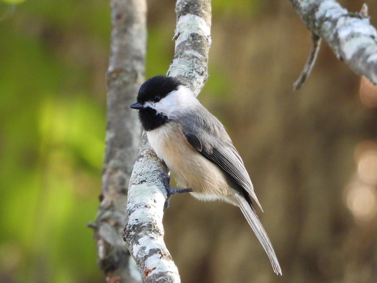 Carolina Chickadee - ML643723530