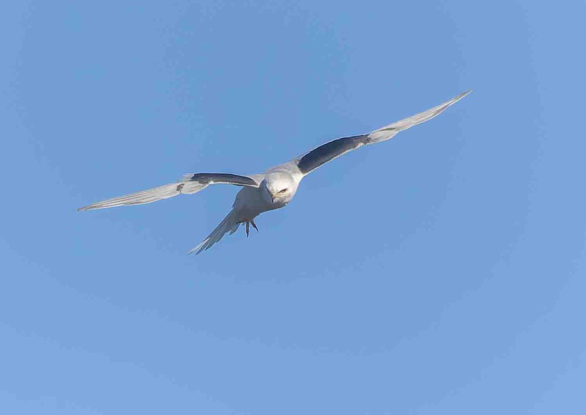 White-tailed Kite - ML643723531