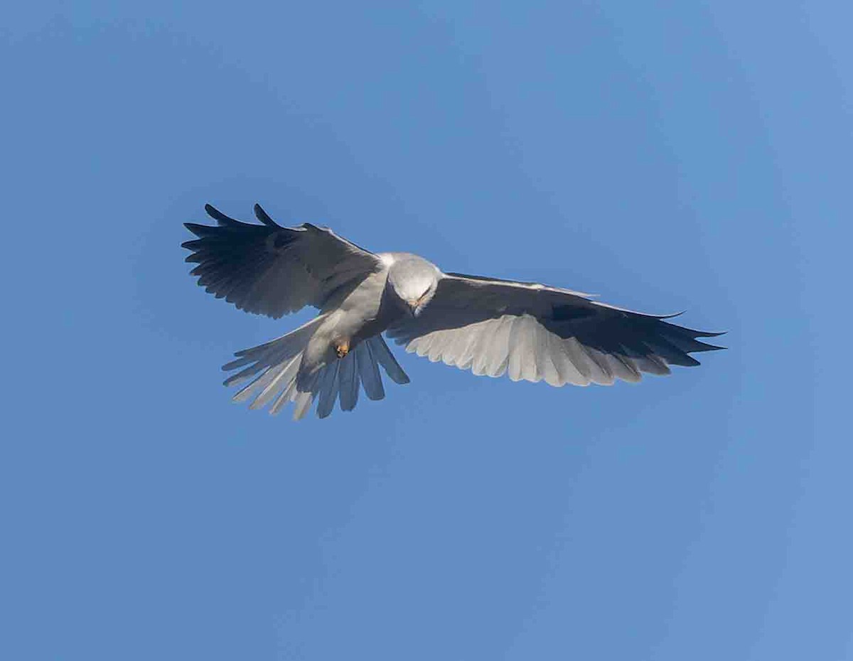 White-tailed Kite - ML643723532