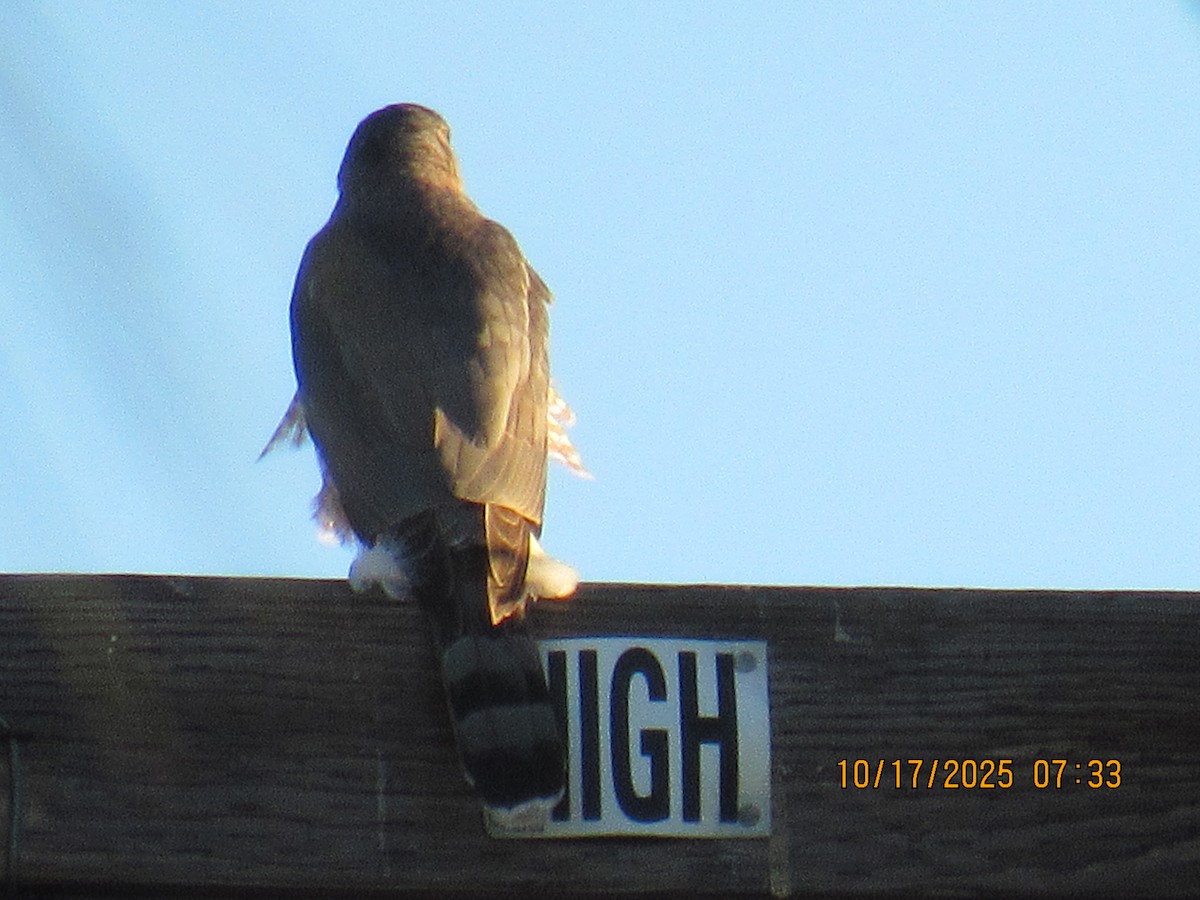 Cooper's Hawk - ML643723534