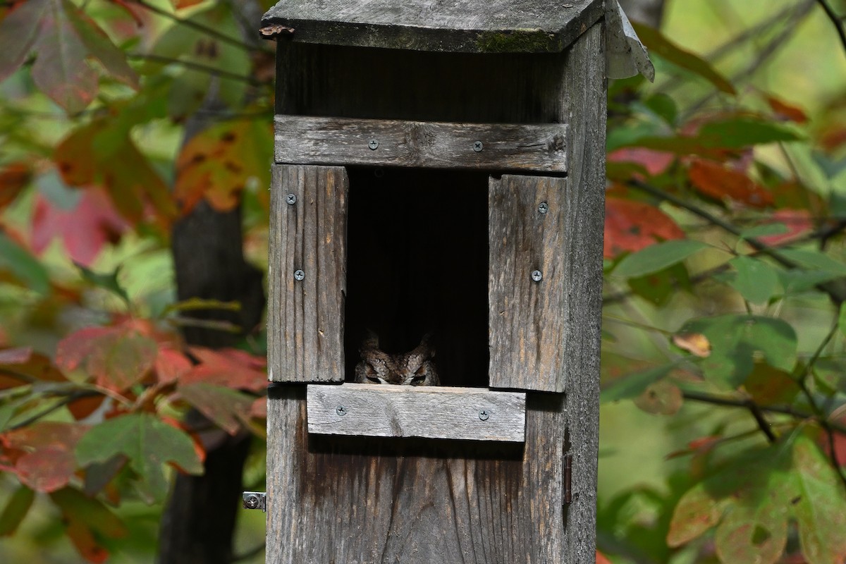 Eastern Screech-Owl - ML643723535
