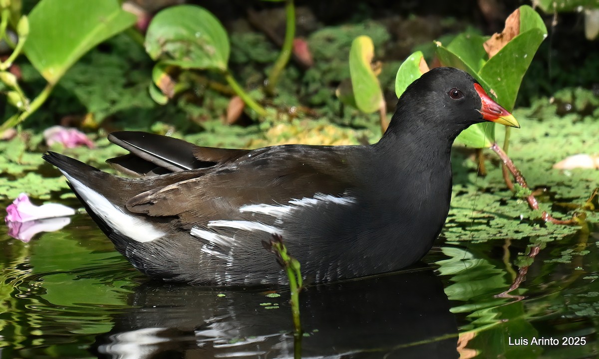 Eurasian Moorhen - ML643723537