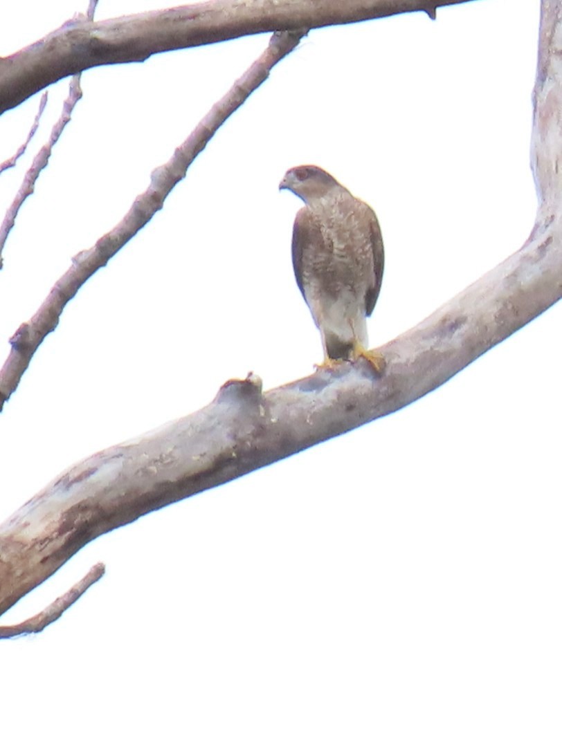 Sharp-shinned Hawk - ML643723539