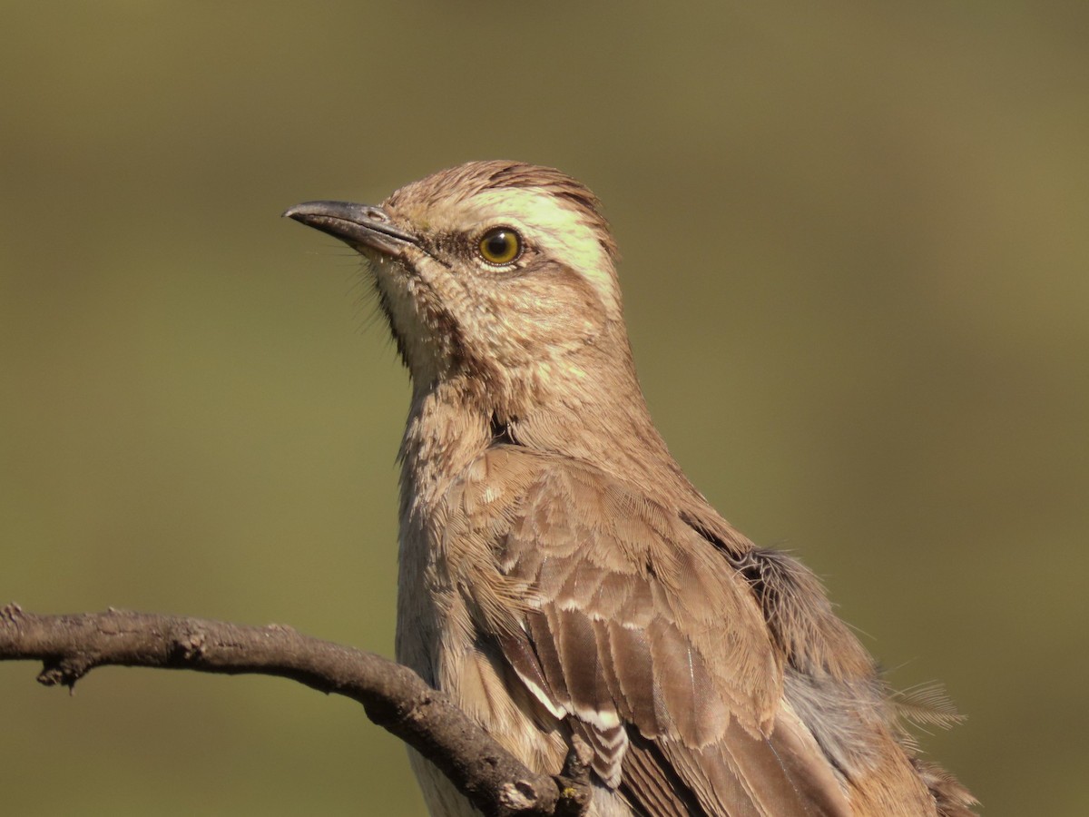 Chilean Mockingbird - ML643723542